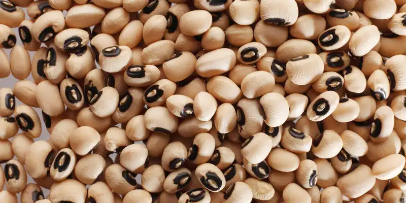 Raw cowpeas