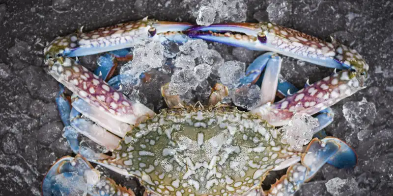 Raw blue crab