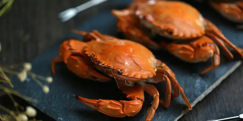 Raw dungeness crab