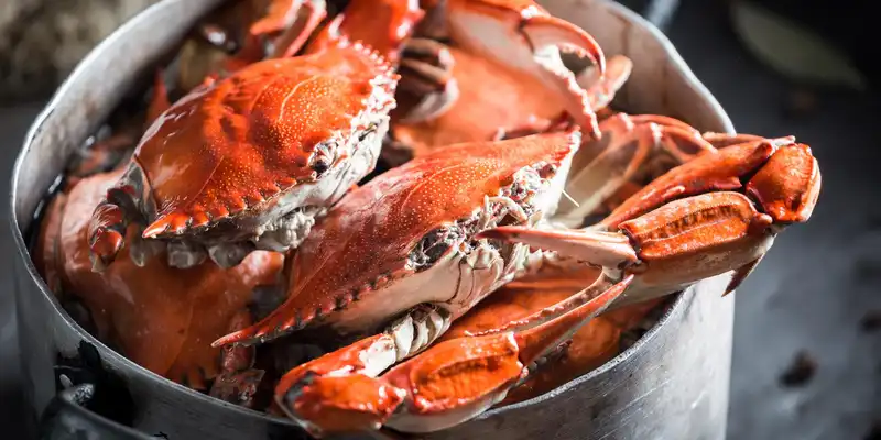 Dungeness crab