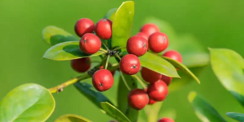 Raw crabapples