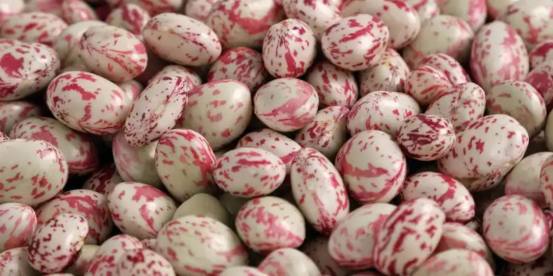 Cranberry beans (with salt)