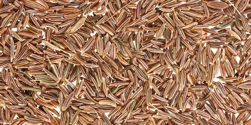 Cumin seed