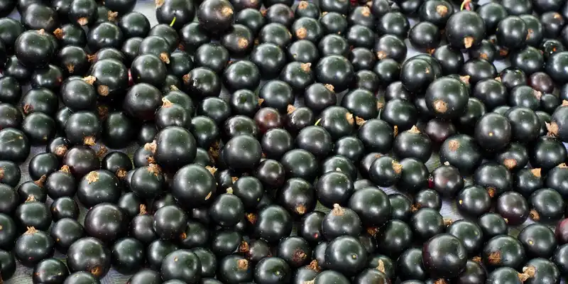 Raw european black currant