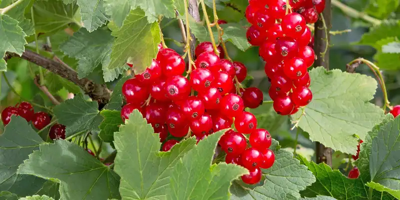 Grosella roja y blanca cruda