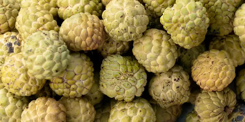 Muda de pinha (annona squamosa)