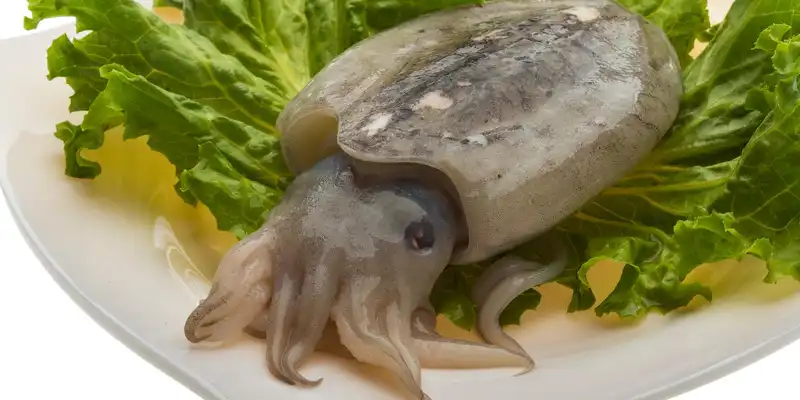 Raw cuttlefish