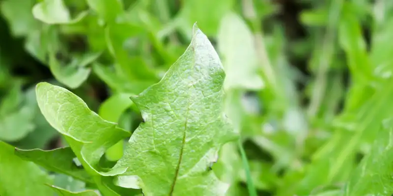 Verduras de diente de león