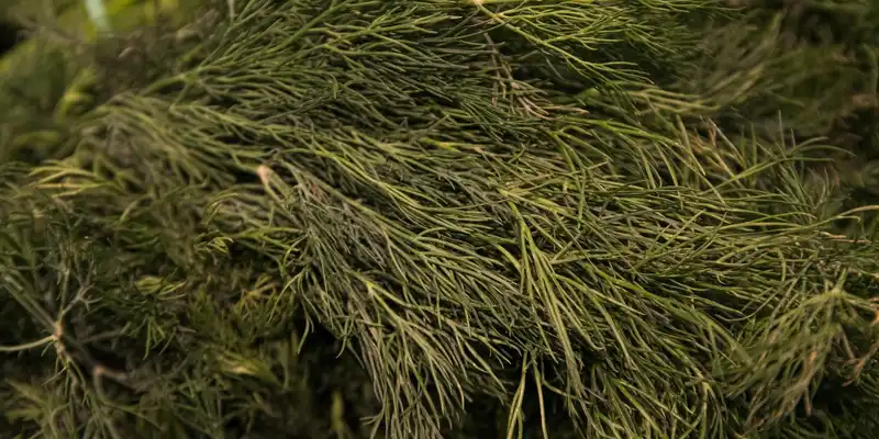 Fresh dill weed