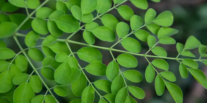 Feuilles de pilon crues