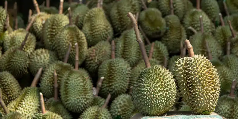 Surowy durian