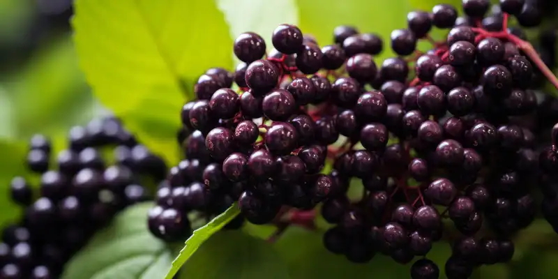 Elderberry