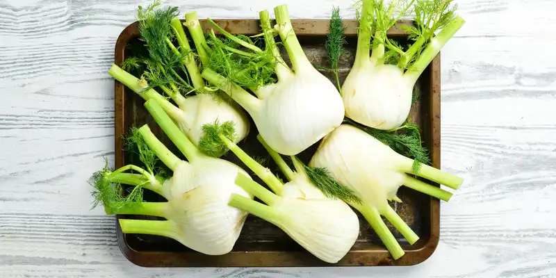 Fennel bulb