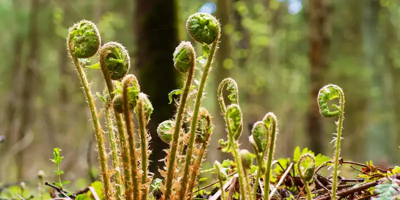 Raw fiddlehead ferns