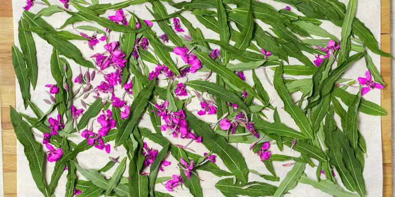 Fireweed leaves