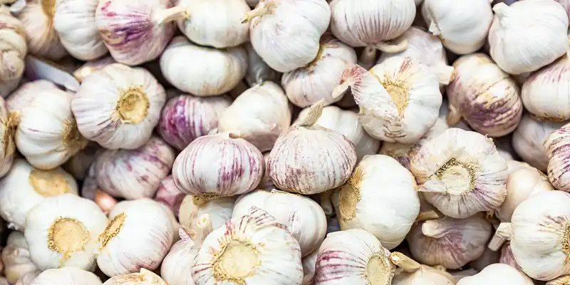 Raw garlic