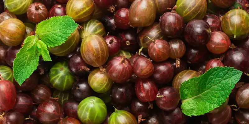 Raw gooseberry