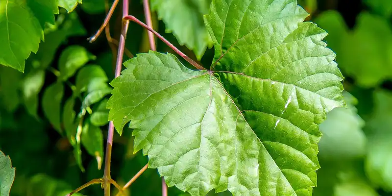 Feuilles de vigne