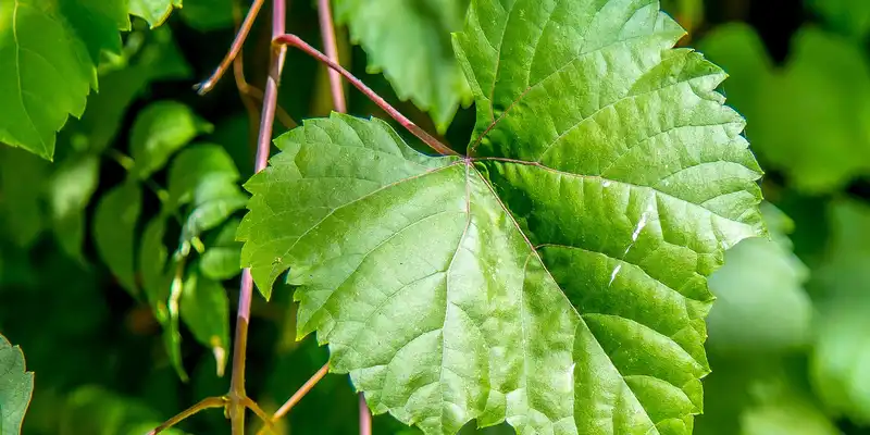 Folhas de uva cruas