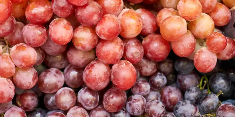 Raw american type grape