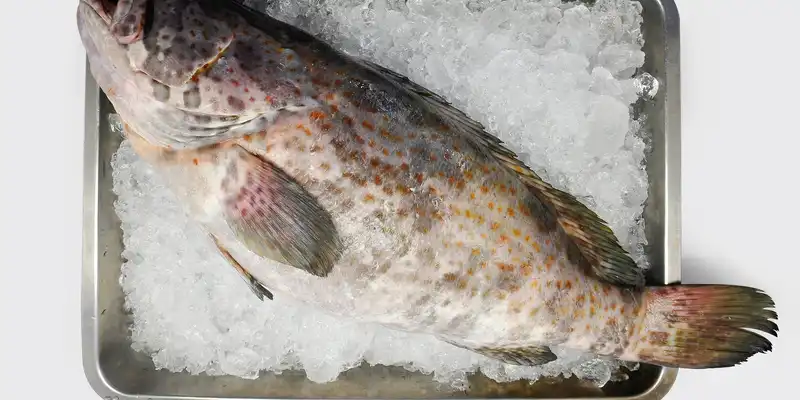 Raw grouper