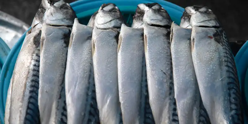 Raw atlantic herring