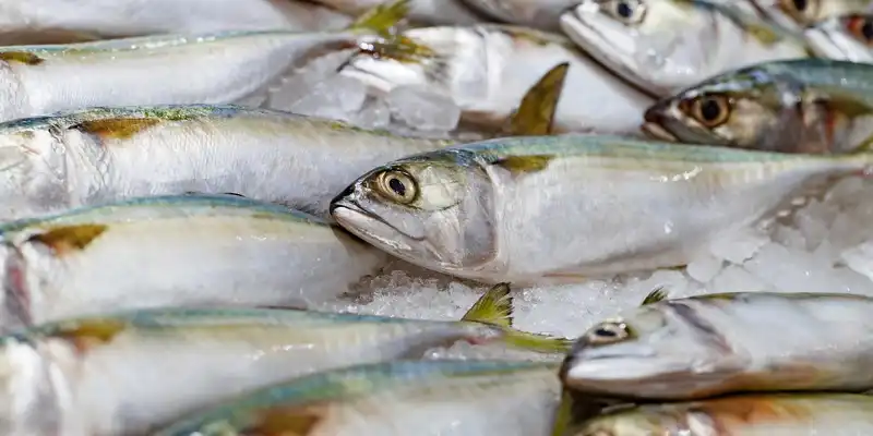 Raw herring