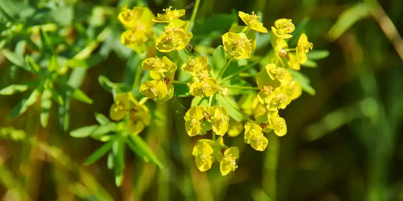 Feuilles de Molokhia