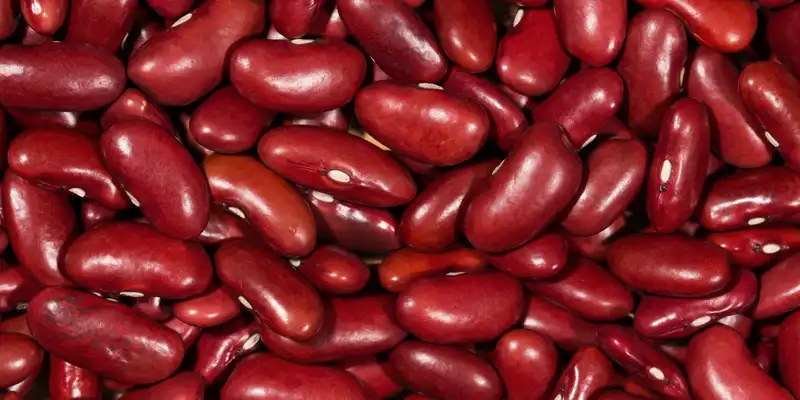 Raw california red kidney beans