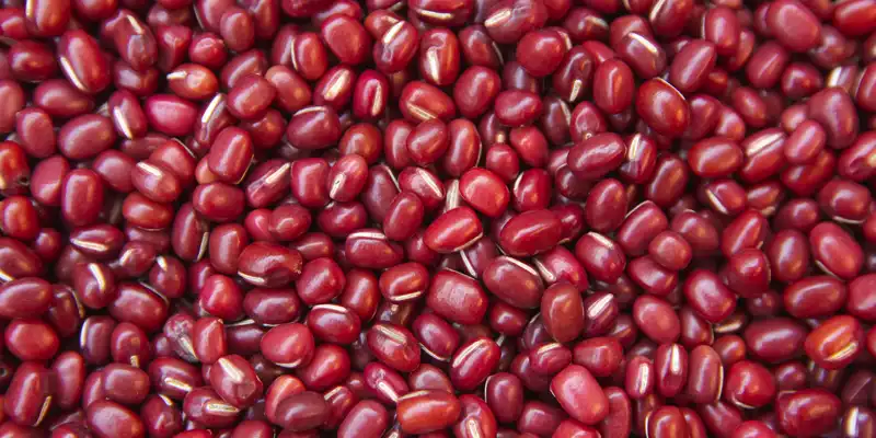 Raw royal red kidney beans