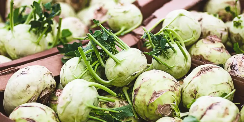 Kohlrabi