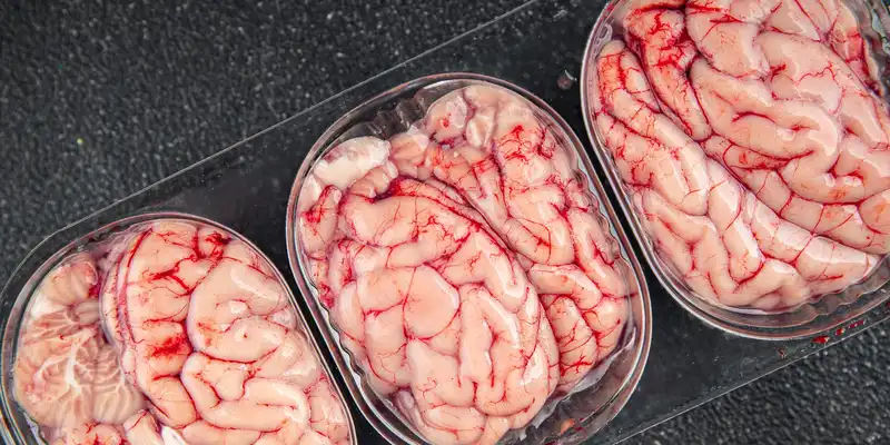 Lamb brain