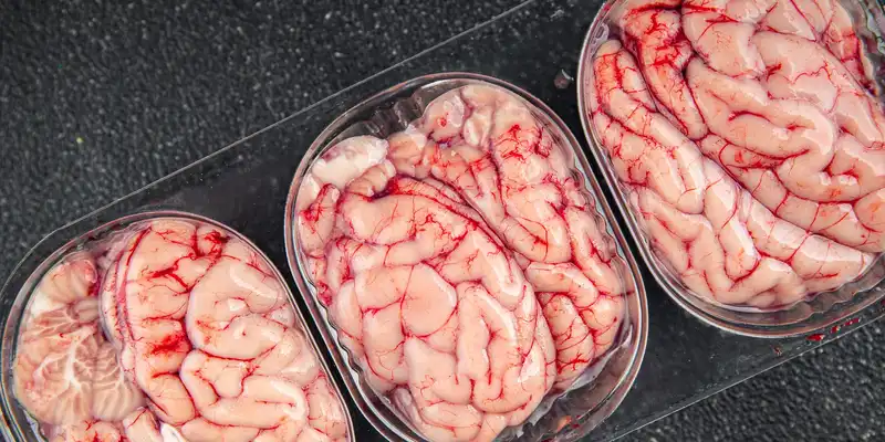 Raw lamb brain