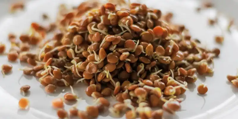 Stir fried sprouted lentils (without salt)