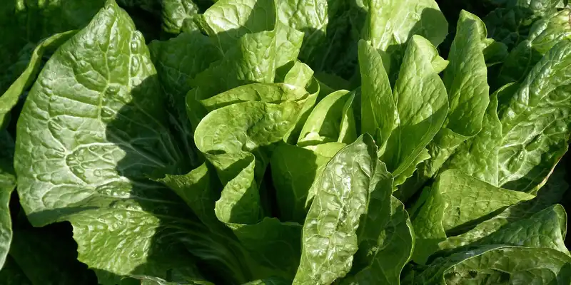 Salată verde