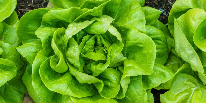 Raw butterhead lettuce