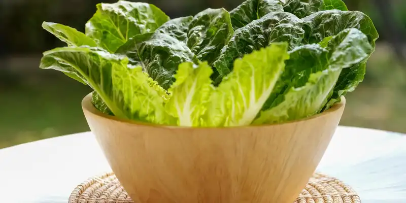 Raw cos or romaine lettuce