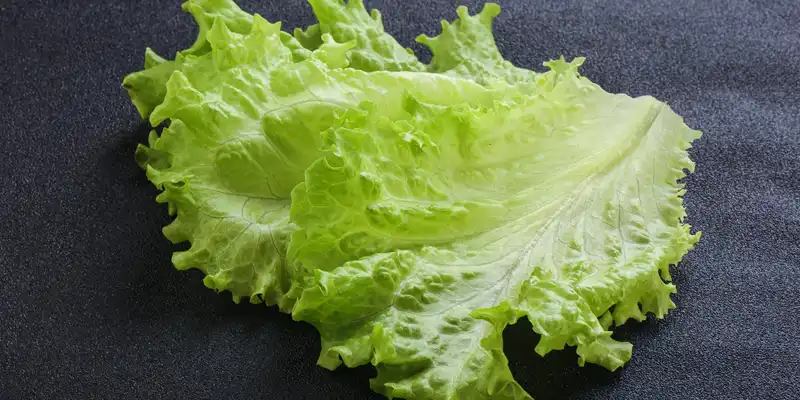 Raw green leaf lettuce