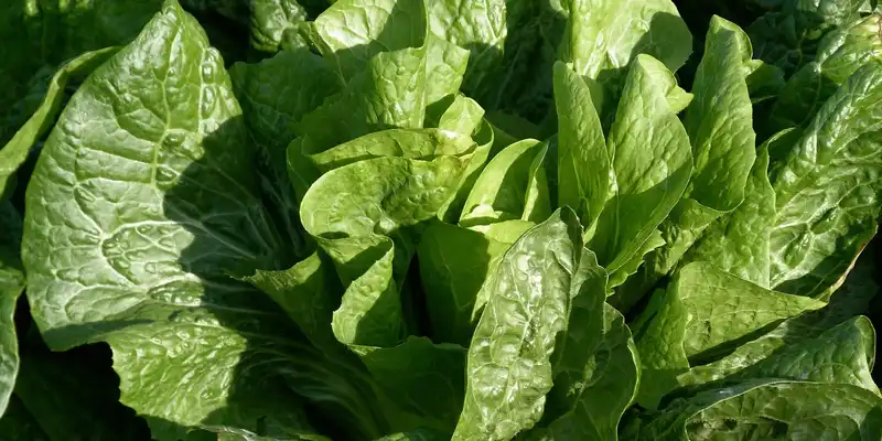 Salată verde crudă