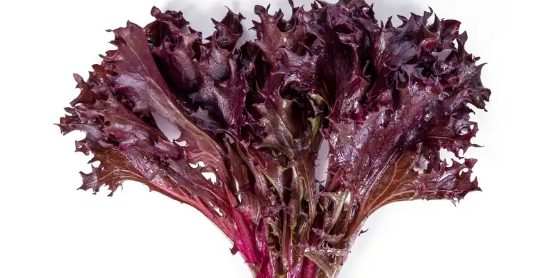 Raw red leaf lettuce