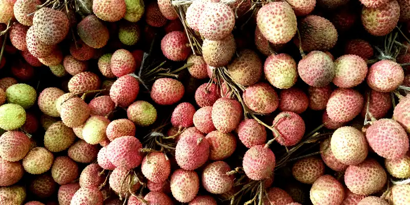 Litchi