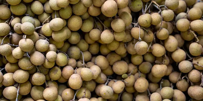 Surowy longan