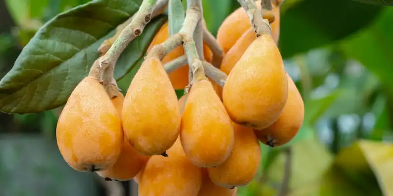 Raw loquats