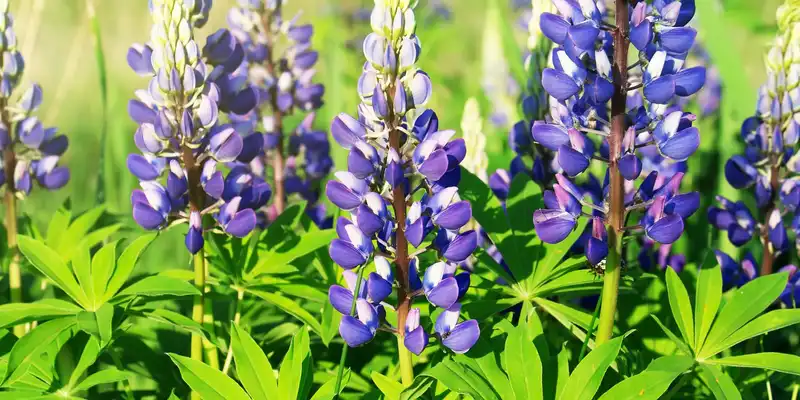 Boiled lupins (with salt)