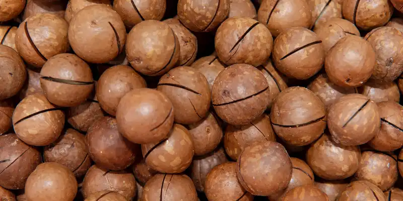 Nueces de macadamia