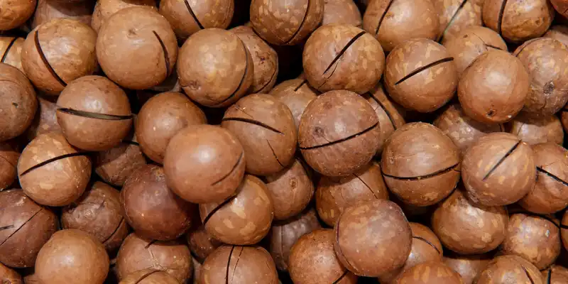 Raw macadamia nuts