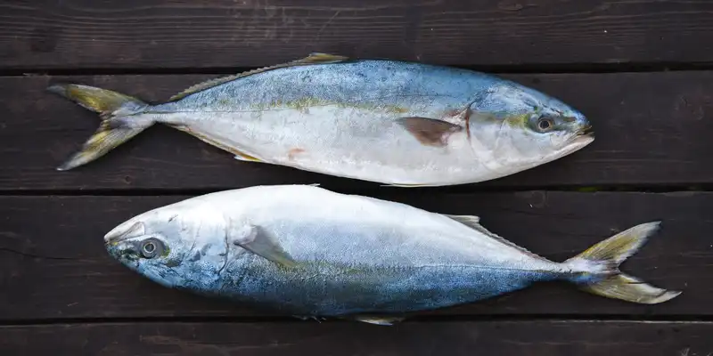 Raw pacific and jack mackerel