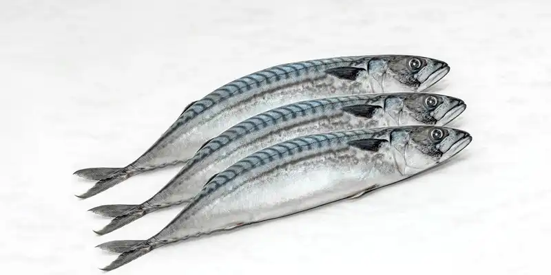 Pazifische und Stachel Makrele