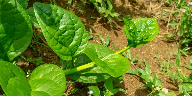 Espinacas malabar (basella) crudas