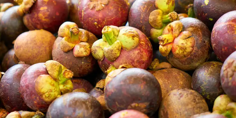 Mangosteen